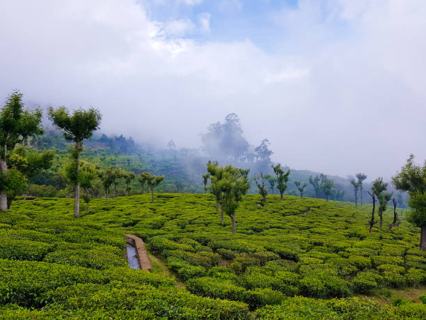 Ooty-sightseeing